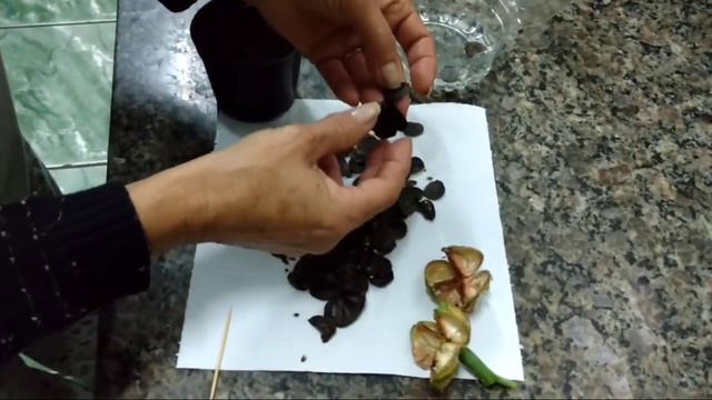 Amarilis - colhendo e germinando as sementes 2 смотреть онлайн