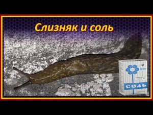 Шок! Что будет если посолить слизня или улитку / реакция слизня на соль