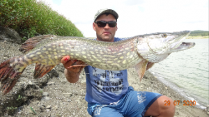 Щуки гиганты.На живца на резинку.2020.