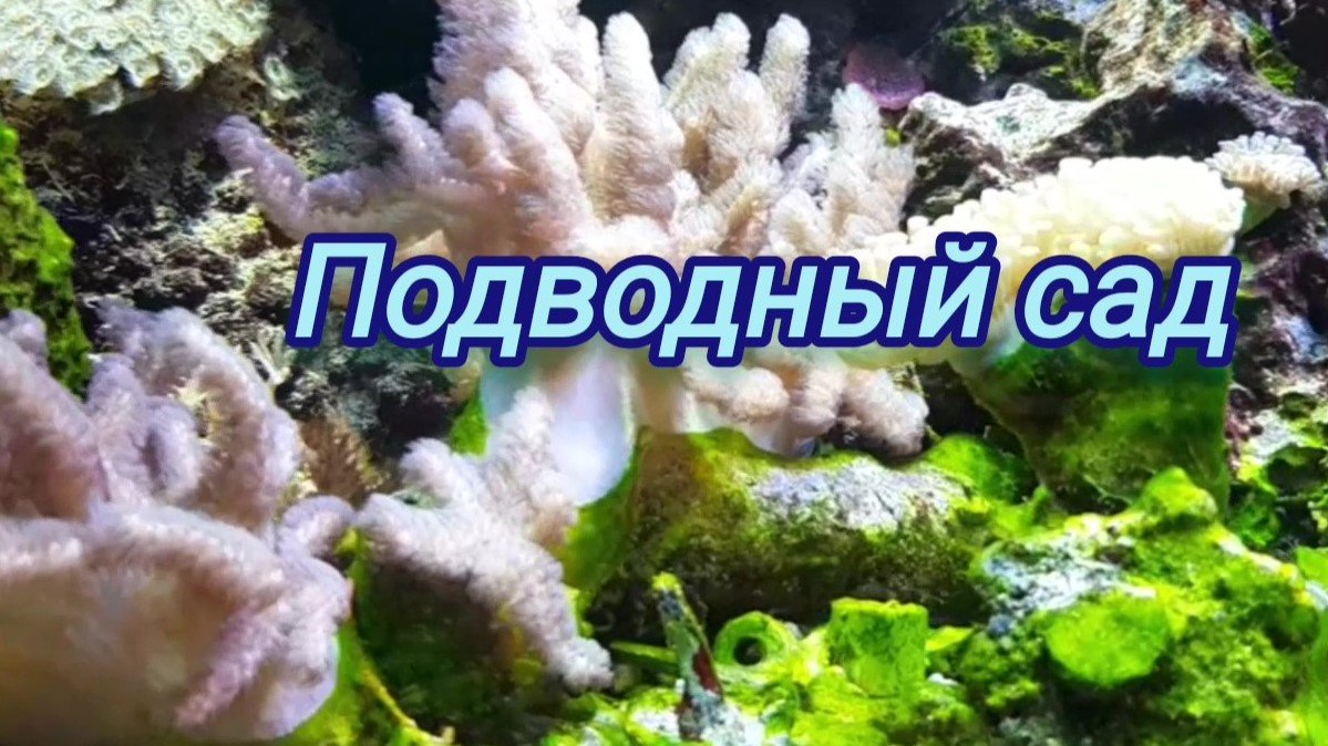 Подводный сад