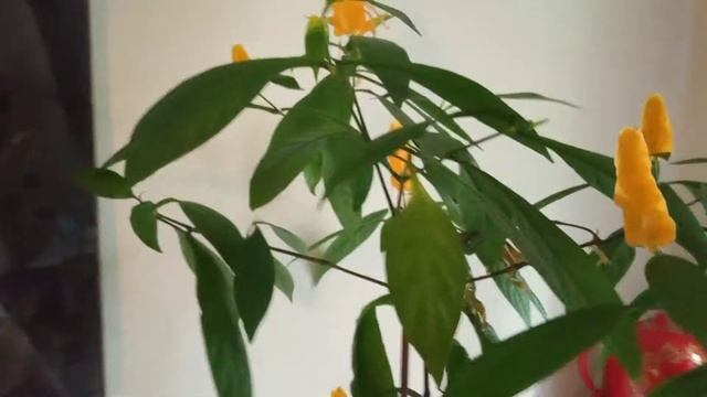 Любимый Пахистахис смотреть онлайн