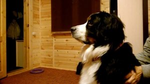 Смотрим кино "Елки лохматые"