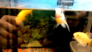 Рыбки Золотая комета, разновидность золотых рыбок.