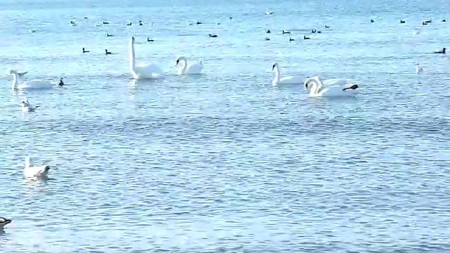 лебеди к берегу черного моря издалека прилетели.Анапа смотреть онлайн