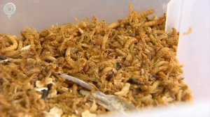 Полевые мыши способны различать числа. Какие экзамены на сообразительность смогли сдать грызуны?