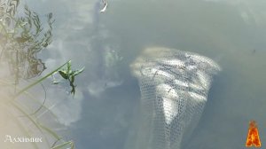 Змеи не дают подойти к рыбе и утаскивают всю сетку/Snakes do not allow to approach the fish