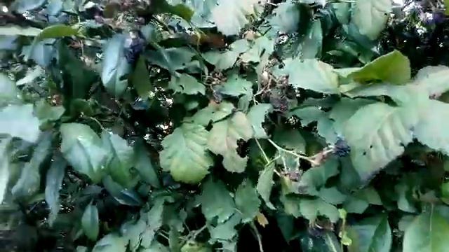 Ягода, которую я не поняла. Так и высыхает на кусте смотреть онлайн