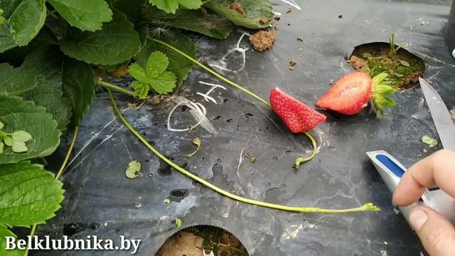 Сорт клубники Мурано ? НСД. Belklubnika.by.mp4 смотреть онлайн