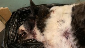 Директор кладбища - догхантер?