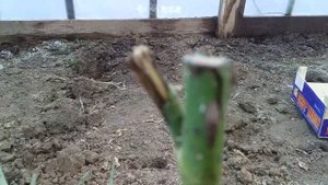 Весенняя посылка с розами из питомника "Нью-Джерси" обзор саженцев.