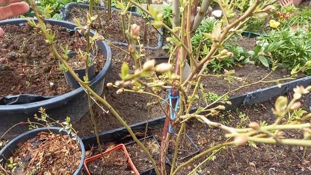 Обзор плодоносящих кустов голубики,срочная помощь для завязывания ягод. смотреть онлайн