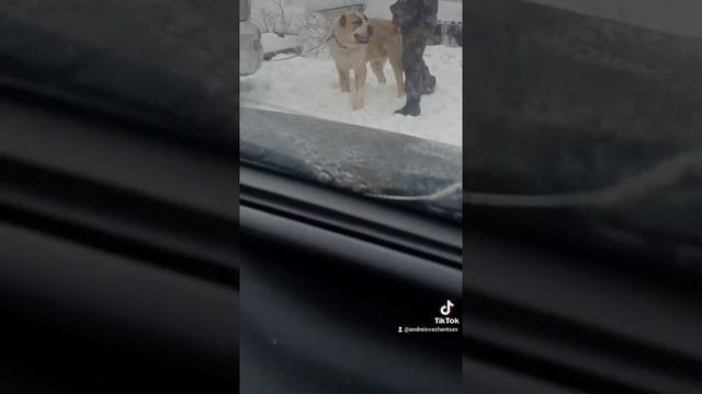 Рабочие Алабаи. Заводчик Наталья. Просто  собаки супер для охраны.