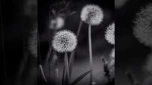 Долгая дорога в Дюнах