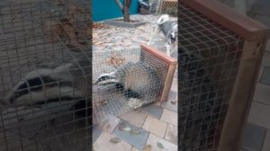 Притравка щенка лайки по барсуку, линия Суппеса А.Г.