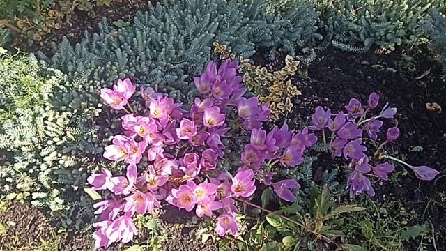 колхикум, осенний крокус, безвременник смотреть онлайн