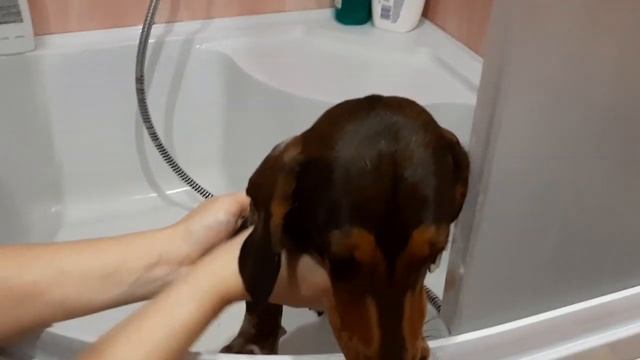 Купаем таксу Чарли шампунем от блох,клещей и даже комаров. смотреть онлайн