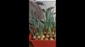 КАК ВЫРОС МОЙ ЛУК ЗА 2 НЕДЕЛИ. HOW DID MY ONION GROW IN 2 WEEKS