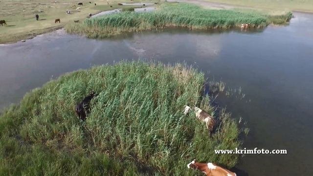 Село Суворовское, Крым, фермеры применили новую технологию 21 века вскармливания коров
