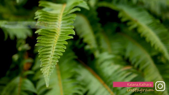 Ferns | Fern Plants  Full Documentary | Amazing Facts about Ferns.