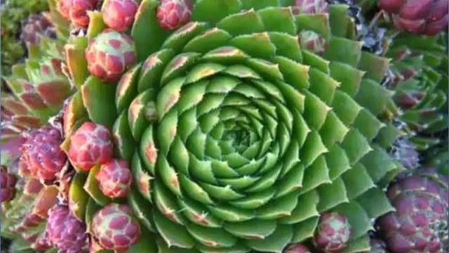 Цветники своими руками! Цветник из суккулентов