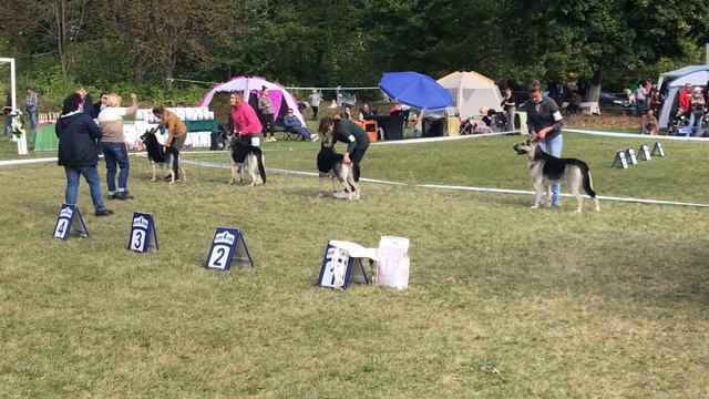 Національна виставка собак всіх порід САС UA "Кубок Хмельниччини" САС та МОНО 03.10.20 смотреть онлайн