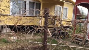 Подвязка девичьего винограда! Девичий виноград весной.