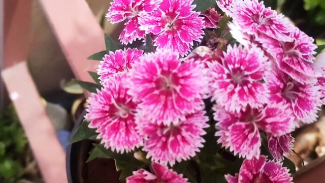 Dianthus in full bloom in my garden смотреть онлайн
