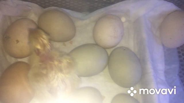 ВЫЛУПЛЕНИЕ НАЧАЛОСЬ, 20 день инкубации куриных яиц