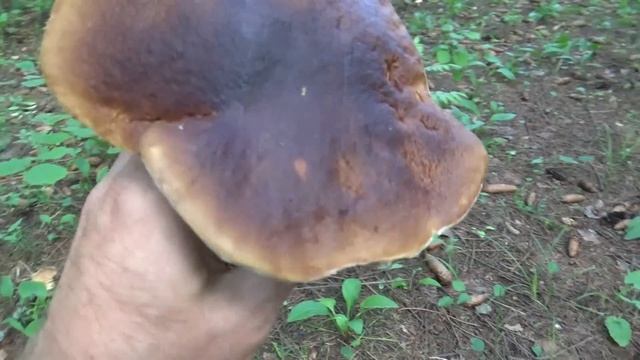 Тихая охота. Красавцы Белые. смотреть онлайн