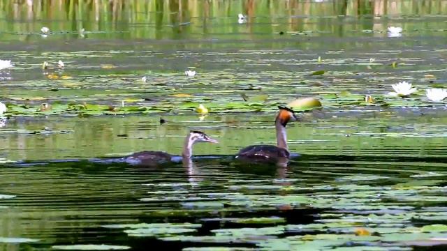 утки поганки смотреть онлайн