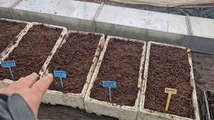 Как из черенков и корня вырастить много много саженцев. Подробная инструкция.