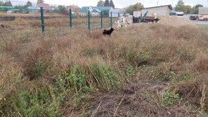 ИСПРАВЛЕНИЕ УПУЩЕННОЙ ЛАЙКИ. НАТАСКА. ПРИТРАВКА.ОБУЧЕНИЕ.