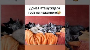 ПРОДАМ ДРОВА, НЕДАВНО НАЛОМАЛА ! #мем смешные мемчики ? #приколы ? с озвучкой ? #котики ДОБРОЕ ВИДЕ