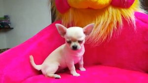 Кремовый кобби кобель чихуахуа