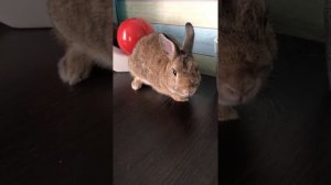 Домашний вислоухий кролик