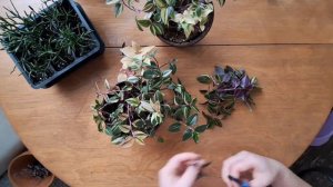 Традесканция радужный холм (Rainbow Hill)