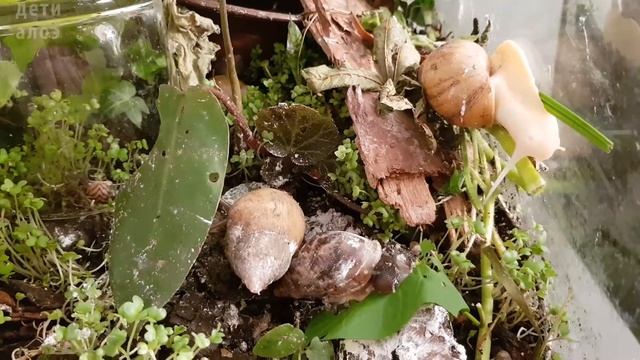 Тонкие ракушки, манипулирование подростками, кормление всякой дрянью, улитки скучают и развлекаются смотреть онлайн