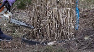 Обрезка злаковых. Быстро и удобно