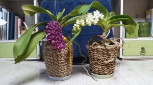 Rhynchostylis gigantea описание и уход.
