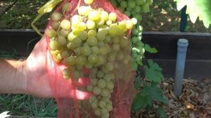 Как спасти виноград от ос