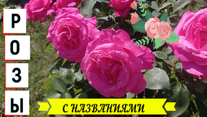 #розы#roses РОЗЫ С НАЗВАНИЯМИ И БЕЗ#розы2022#розы_в_саду#сад_в_розах#розовые_розы#красные_розы#таман