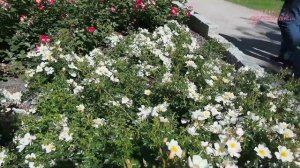 Niska i szeroka róża miniaturowa 'SONNENROSCHEN' z certyfikatem ADR