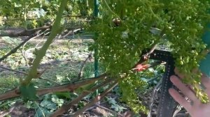 применение гиббереллина( г к)  на  винограде для удлинения кисти