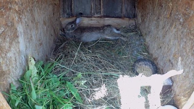 Кормление и содержание кроликов мой опыт смотреть онлайн