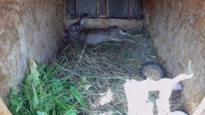 Кормление и содержание кроликов мой опыт