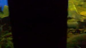 Вот такие рыбы „Байкала"