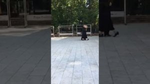 Танцы в Сокольниках парк Сокольники Танцы для пенсионеров Веранда танцев Ретро танцы