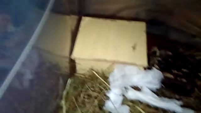 Первая часть про Нюшу. смотреть онлайн