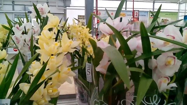 Выбираем Фаленопсис красного цвета во Флосе