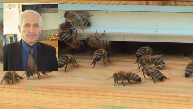 Профессор Кашковский: как правильно рассчитать количество семей? смотреть онлайн